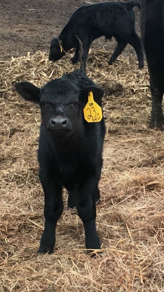 Angus calf